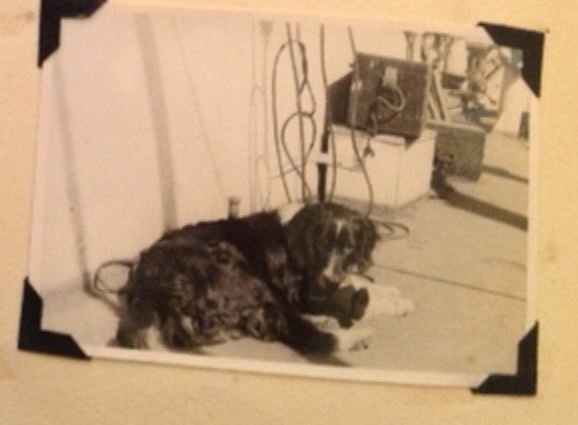 WWII Ports dkyrd-dog
