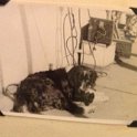 WWII Ports dkyrd-dog